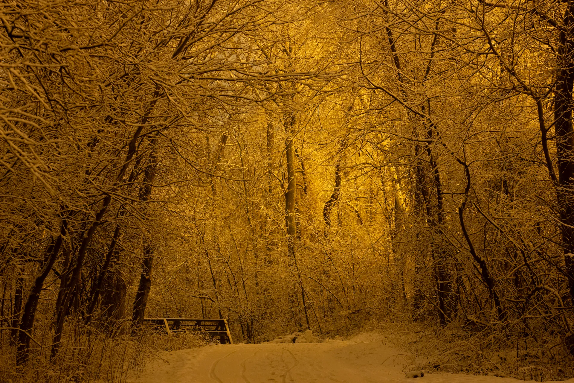 A snowy path winds through a dense winter forest, illuminated by a warm, golden glow that highlights the snow-covered branches of the bare trees. A small bridge is visible on the left side of the path in the mid-ground, and tire tracks are imprinted in the snow on the path.