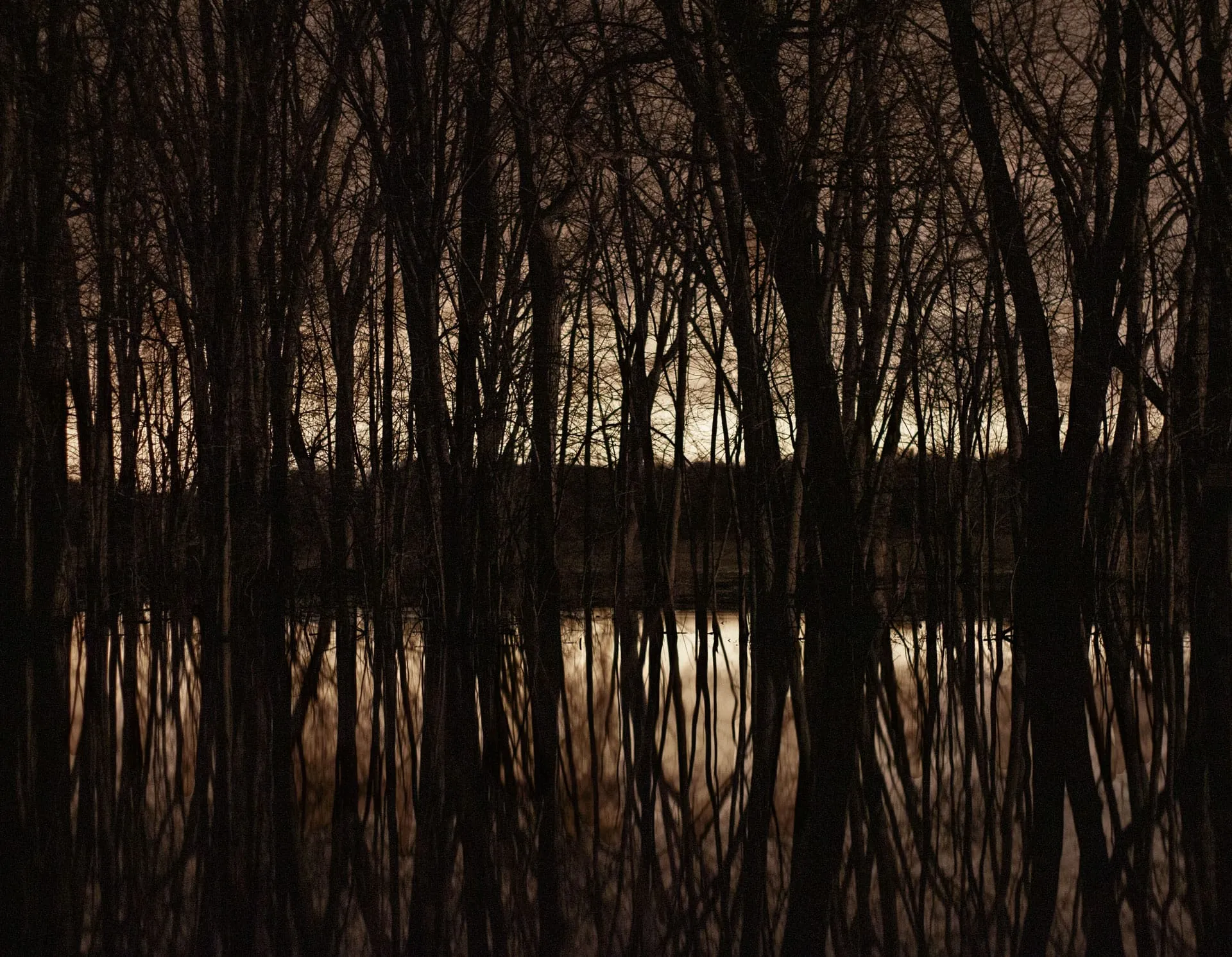 A dense forest of tall, bare trees stands silhouetted against a muted, light-colored sky, with their reflections mirrored perfectly in the calm water below. The scene is dominated by dark, vertical tree trunks and intricate branches, creating a strong sense of symmetry and a somewhat eerie, tranquil atmosphere.